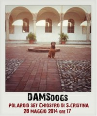DAMSdogs – Installazione collettiva